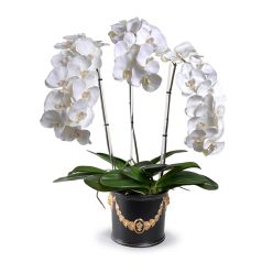 BLACK AND GOLD EMPIRE CACHEPOT & WHITE PHALAENOPSIS ORCHIDS 