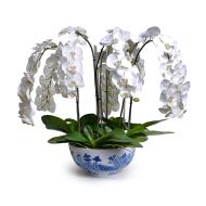 NATIONAL TRUST BLUE & WHITE BOWL WITH WHITE PHALAENOPSIS ORCHIDS