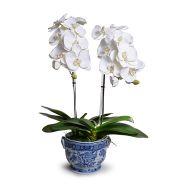 BLUE AND WHITE FLORAL CACHEPOT & WHITE PHALAENOPSIS ORCHIDS