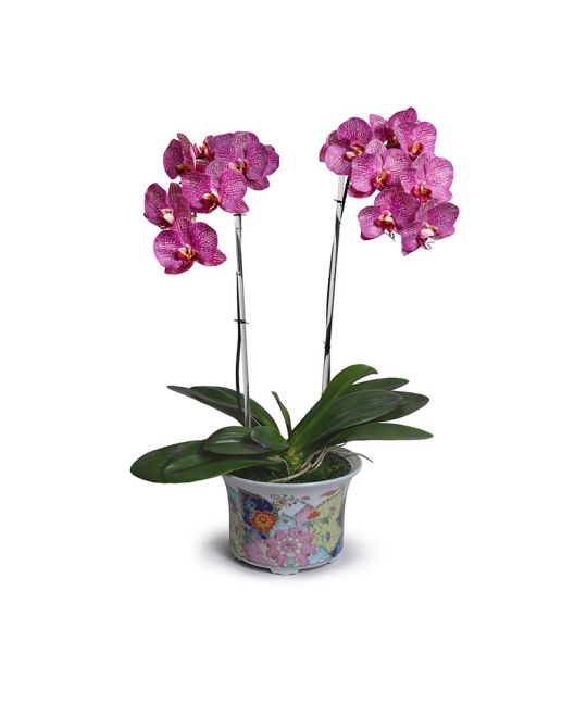Tobacco Leaf Large Cachepot with Fuchsia Phalaenopsis Orchids